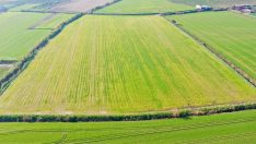 Didim’de tarlaya ekilen buğdaylar büyümeye başladı