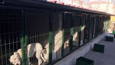 Hayvan barınakları tehlikeli ırklar ile doldu