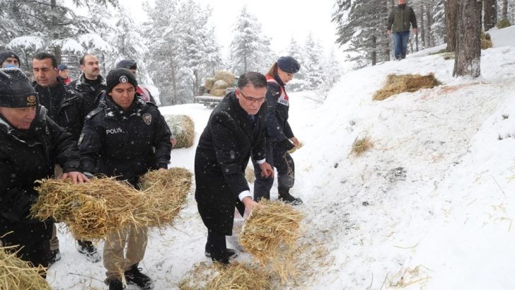 Tokat’ta yaban hayvanları unutulmadı