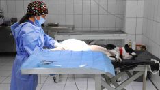 Van Büyükşehir Belediyesi yasak ırkları ücretsiz kısırlaştırıyor